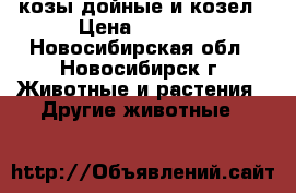   козы дойные и козел › Цена ­ 8 000 - Новосибирская обл., Новосибирск г. Животные и растения » Другие животные   